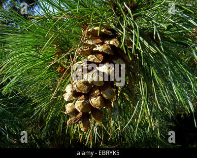 western white pine (Pinus monticola), cone on a branch Stock Photo