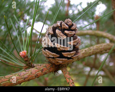 Chinese pine, Chinese Red Pine (Pinus tabuliformis, Pinus tabulaeformis), branch with cones Stock Photo