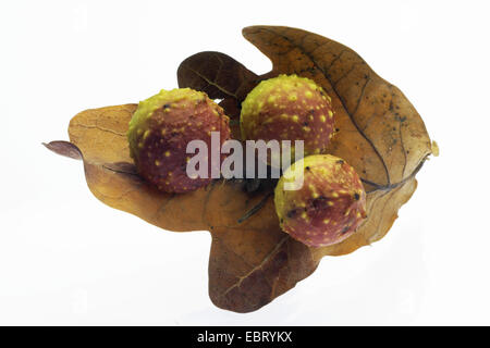 Common oak gallwasp, Oak leaf cherry-gall cynipid, Cherry gall (Cynips quercusfolii), oak apelle on an oak leaf Stock Photo