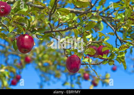 apple tree (Malus domestica 'Gloster', Malus domestica Gloster), apples of cultivar Gloster, Germany Stock Photo