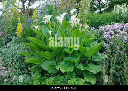 calla lily (Zantedeschia spec.), in a garden Stock Photo