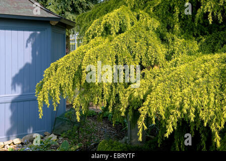 Yellow Deodar cedar, Yellow Indian cedar (Cedrus deodara 'Golden Horizon', Cedrus deodara Golden Horizon), cultivar Golden Horizon Stock Photo