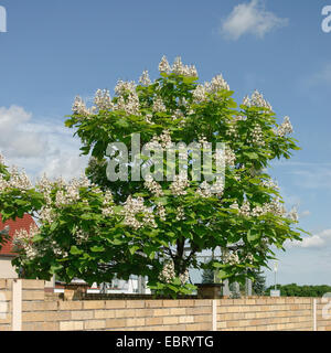 Indian bean tree (Catalpa bignonioides), blooming tree, Germany Stock Photo