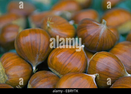 Spanish chestnut, sweet chestnut (Castanea sativa 'Lyon', Castanea sativa Lyon), collected chestnuts of the cultivar Lyon