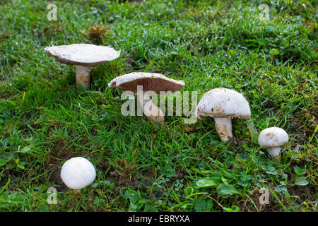 Field mushroom (Agaricus campestris), in a meadow, Germany Stock Photo