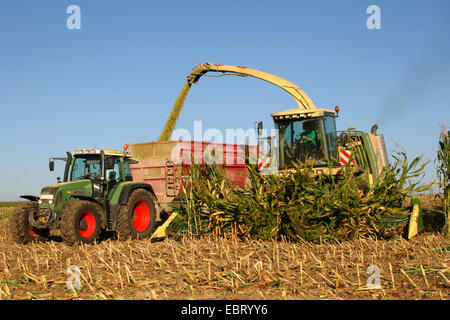 forage harvester at harvest of maize for the purpose of silaging, Germany Stock Photo