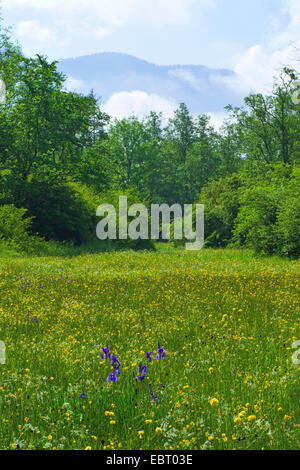blooming bog meadow in spring, Ester mountains in background, Germany, Bavaria, Oberbayern, Upper Bavaria, Murnauer Moos Stock Photo