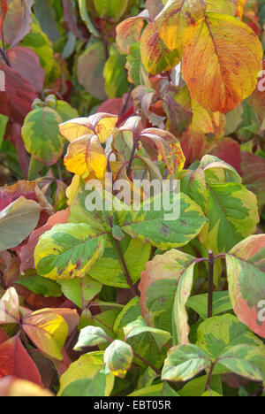 flowering dogwood, American boxwood (Cornus florida 'Rainbow', Cornus florida Rainbow), cultivar Rainbow in autumn Stock Photo