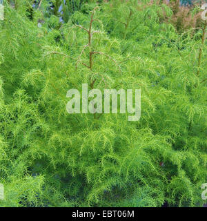 Japanese cedar (Cryptomeria japonica 'Elegans Viridis', Cryptomeria japonica Elegans Viridis), cultivar Elegans Viridis Stock Photo