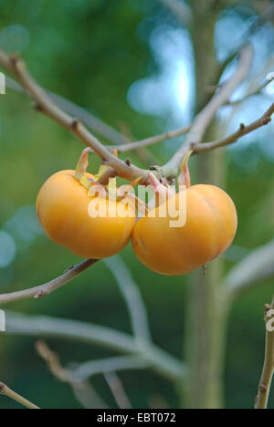 kaki plum tree, Japanese persimmon (Diospyros kaki), kakis on a tree Stock Photo
