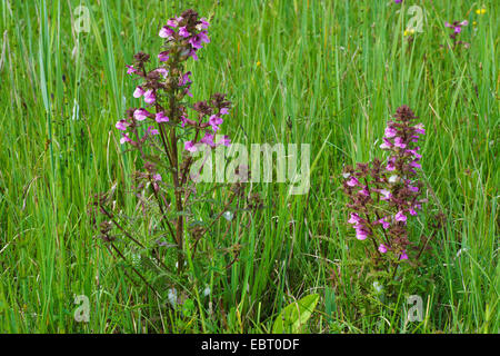 marsh lousewort, red-rattle (Pedicularis palustris), blooming in a meadow, Germany, Bavaria, Oberbayern, Upper Bavaria, Murnauer Moos Stock Photo