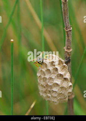 common wasp (Vespula vulgaris, Paravespula vulgaris), small wasp nest at blades of grass, Germany, Bavaria, Oberbayern, Upper Bavaria, Murnauer Moos Stock Photo