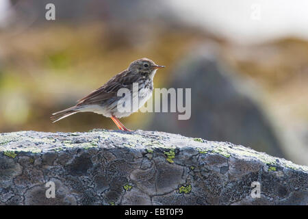 Meadow Pitpit (anthus Pratensis), On Snag, United Kingdom, Scotland 