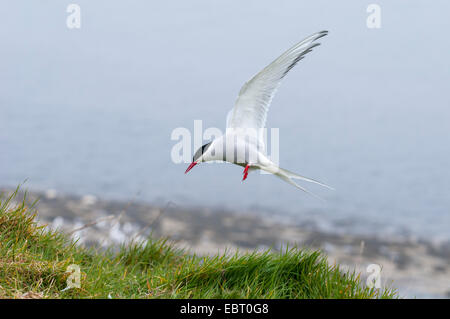 Arctic Tern (Sterna paradisaea) adult in flight over Inner Farne, Farne Islands, Northumberland. May. Stock Photo