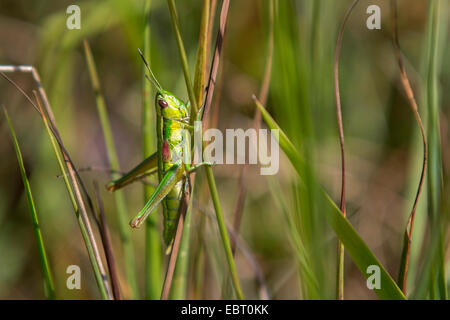 small gold grasshopper (Chrysochraon brachypterus, Euthystira brachyptera), female at a stem, Germany, Bavaria, Viehlassmoos Stock Photo