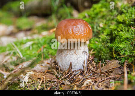 penny bun, cep (Boletus edulis), in a spruce forest, Germany, Bavaria Stock Photo