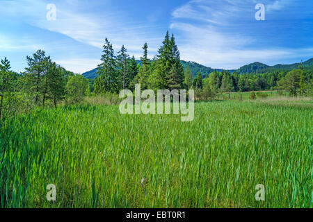 raised bog in spring, Germany, Bavaria, Oberbayern, Upper Bavaria, Murnauer Moos Stock Photo