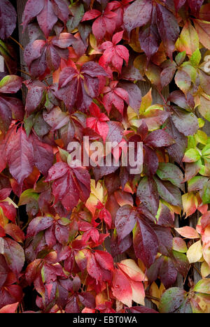 Virginia creeper, Woodbine berry (Parthenocissus quinquefolia var. engelmannii), leaves in autumn Stock Photo