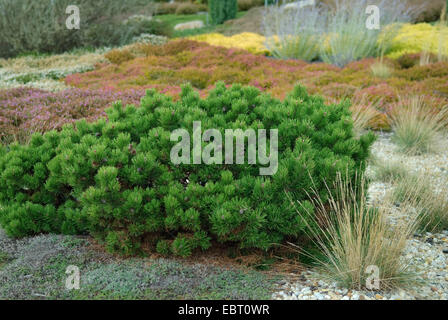 Mountain pine, Mugo pine (Pinus mugo 'Hesse', Pinus mugo Hesse), cultivar Hesse Stock Photo