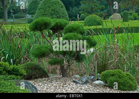 mountain pine, mugo pine (Pinus mugo subsp. mugo), topiary