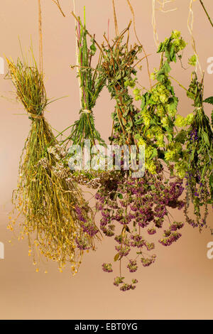 bunch of herbs hanging for drying Stock Photo