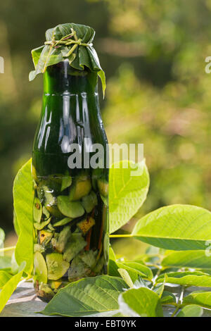 walnut (Juglans regia), handmade walnut liqueur, Germany Stock Photo