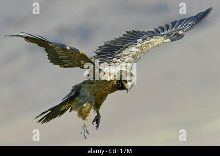 Lammergeier, Bearded Vulture (Gypaetus barbatus meridionalis), squeaker landing, South Africa, Kwazulu-Natal Stock Photo