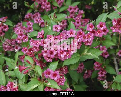 weigela (Weigela 'Bristol Ruby', Weigela Bristol Ruby), cultivar Bristol Ruby, blooming Stock Photo