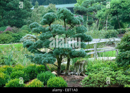 Japanese white pine (Pinus parviflora 'Glauca', Pinus parviflora Glauca), cultivar glauca as garden bonsai Stock Photo