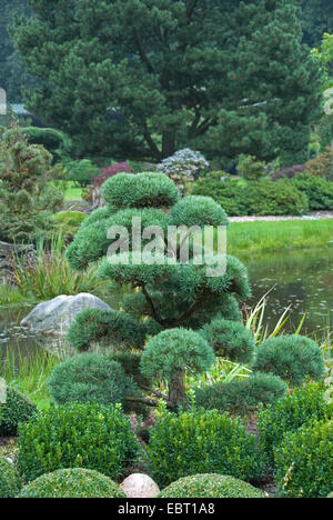 Scotch pine, scots pine (Pinus sylvestris 'Norske Typ', Pinus sylvestris Norske Typ), garden bonsai, cultivar Norske Typ Stock Photo