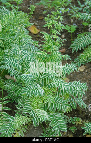 blue jacob's-ladder (Polemonium caeruleum 'Brise d'Anjou', Polemonium caeruleum Brise d'Anjou), cultivar Brise d'Anjou Stock Photo