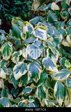 Persian Ivy, Colchis Ivy (Hedera colchica 'Dentata Variegata', Hedera colchica Dentata Variegata), cultivar Dentata Variegata