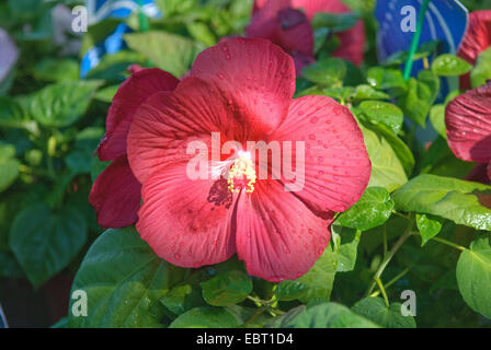 Swamp rose-mallow, Rose Mallow (Hibiscus moscheutos 'Luna Red', Hibiscus moscheutos Luna Red), cultivar Luna Red, flower Stock Photo