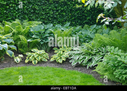 Hosta (Hosta undulata 'Albomarginata', Hosta undulata Albomarginata), cultivar Albomarginata in a garden with Hosta Krossa Regal and Matteuccia Stock Photo