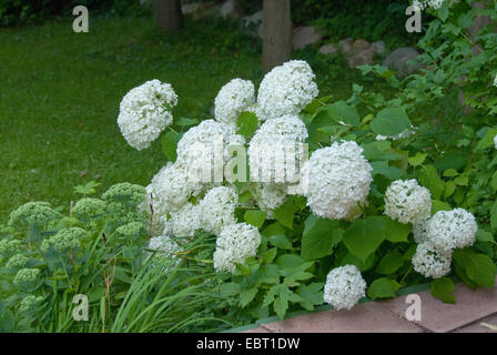 Wild hydrangea (Hydrangea arborescens 'Annabelle', Hydrangea arborescens Annabelle), cultivar Annabelle, blooming Stock Photo