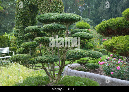 blauregen als sonnenschutz Wisteria sinensis Rosea 180-200 cm Rosa Blauregen Chinesischer Glyzinie  Kletterpflanze Duftend Winterhart main image 0