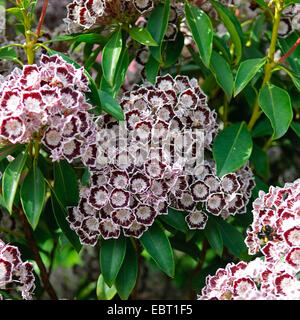 mountain laurel (Kalmia latifolia 'Nani', Kalmia latifolia Nani), cultivar Nani, blooming Stock Photo
