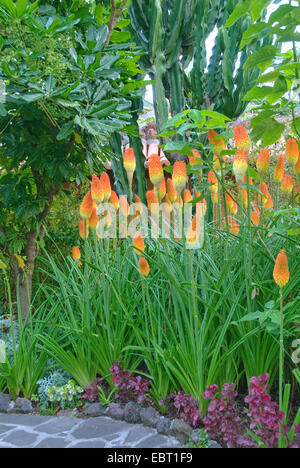 Torch lily, Red-hot poker (Kniphofia uvaria, Tritoma uvaria), blooming Stock Photo