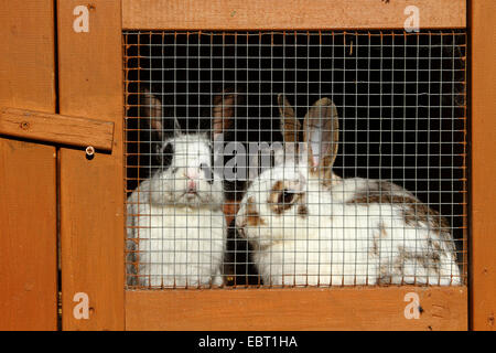 dwarf rabbit (Oryctolagus cuniculus f. domestica), in a hutch designated for butchering, Germany, NRW Stock Photo