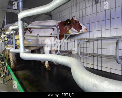 domestic cattle (Bos primigenius f. taurus), cow in a modern milking parlour, Germany Stock Photo