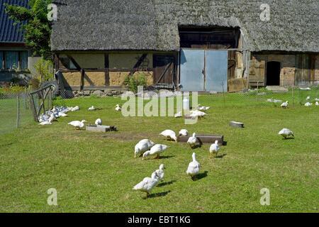 domestic goose (Anser anser f. domestica), old farm with free-ranged geese, Germany, Mecklenburg-Western Pomerania, Usedom, Gnitz Stock Photo