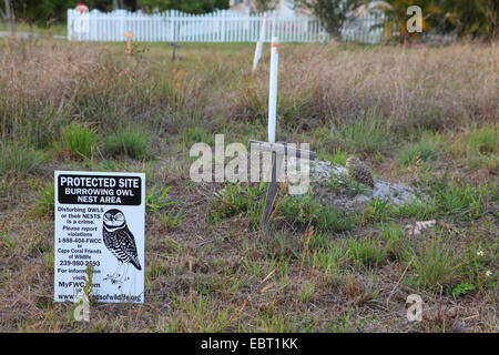 Burrowing Owl (Speotyto cunicularia, Athene cunicularia), owl sitting behind a warning sign at the breeding burrow, USA, Florida Stock Photo