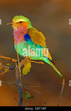 lilac-breasted roller (Coracias caudata), sitting on a branch in evening light, South Africa, Krueger National Park Stock Photo