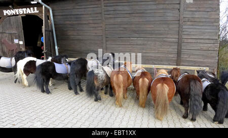 saddled little ponies standing side by side on a pony farm , Germany, North Rhine-Westphalia Stock Photo