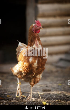 domestic fowl (Gallus gallus f. domestica), brown hen in front of a barn wall, Germany, Baden-Wuerttemberg Stock Photo