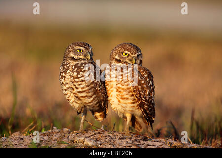 burrowing owl (Athene cunicularia), pair standing on the ground, USA, Florida, Cape Coral Stock Photo