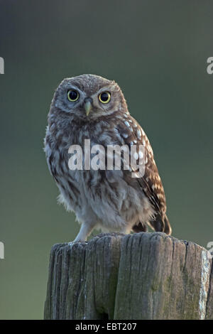 little owl (Athene noctua), sitting on a wooden pile, Belgium Stock Photo