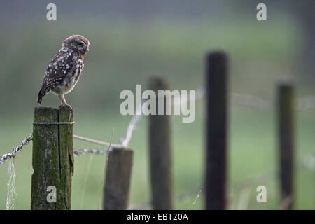 little owl (Athene noctua), sitting on a fencing post, Belgium Stock Photo