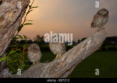 little owl (Athene noctua), three squeekers sitting on a branch waiting for beeing fed, Germany