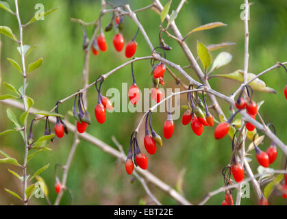 Chinese wolfberry, common matrimony vine, Goji (Lycium barbarum 'Sweet Lifeberry', Lycium barbarum Sweet Lifeberry), cultivar Sweet Lifeberry, with fruits Stock Photo